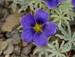 Oxalis laciniata 'Seven Bells'