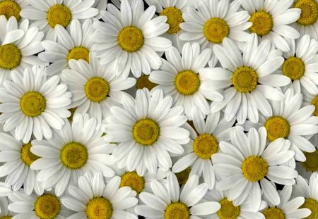 daisies