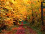 path thru a forest in autumn