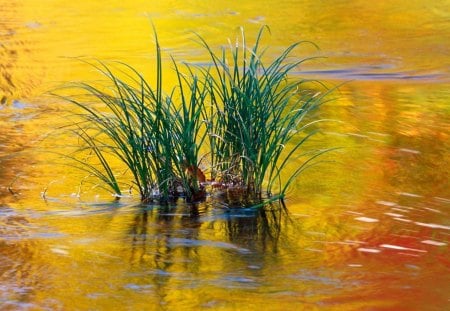 grass in golden waters - waters, grass, golden, ripple