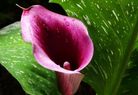 PLUM CALLA - lilies, aubergine, purple, arum lily, calla, leaves, gardens, flowers