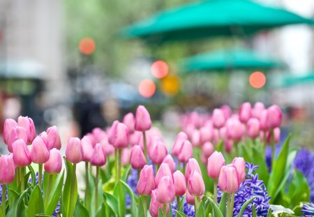 soft pink beauty - beauty, nature, pink, photography, tulips, green, flowers