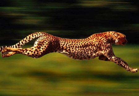 Cheetah At Full Stride - animal, nature, cheetah, speed