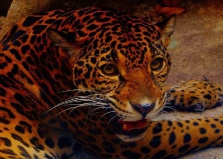 Jaguar