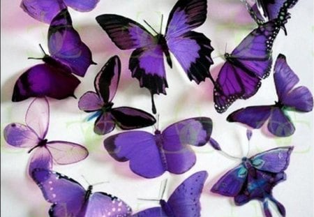 Pretty Purple - pretty, purple, animals, butterflies