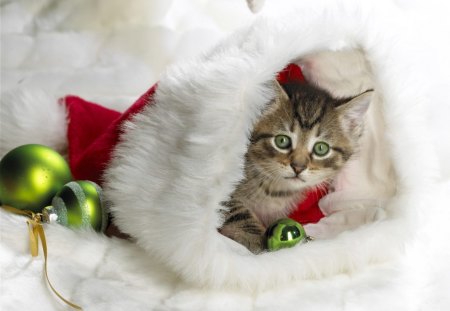 Kitty Christmas - animals, christmas, cats, kitten