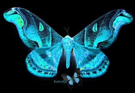 Aqua Flutterby - aqua, sweet, animals, butterflies