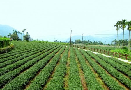 Tea plantations - sky, tea plantations, mountain, areca palm