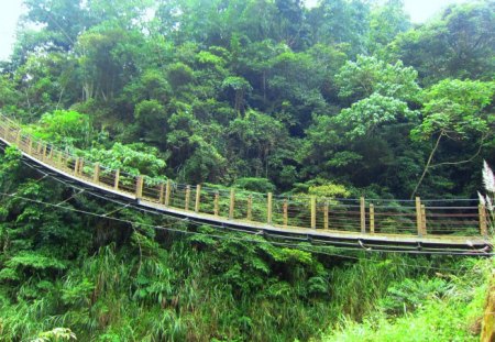 Suspension bridge - rock, grasses, suspension bridge, forest