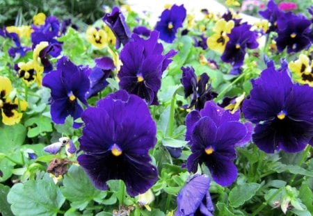 Pretty purple Pansy