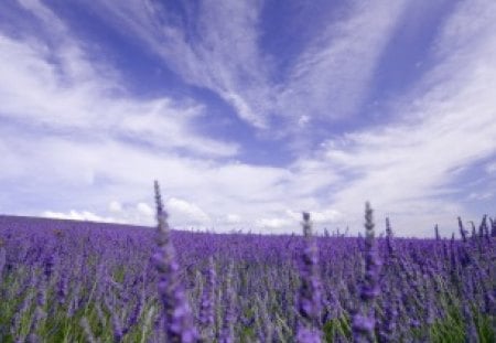 Lavender field - flowers, skies, lavender, purple, blue