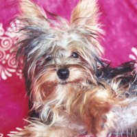 BYRON~a GREAT dogâ™¥