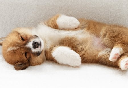 Cute Puppy - pretty, sleepy, dog, dog face, paws, dogs, adorablue, face, puppy, sleeping, beautiful, beauty, puppies, lovely, sweet, cute, animals