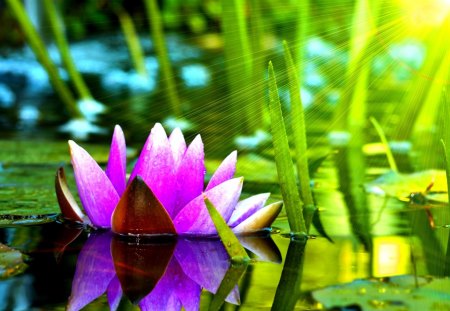 WATER LILY - nature, pond, blossom, water lily, flower