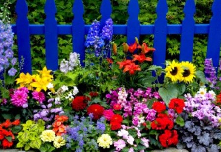 COLORFUL BLOSSOMS - sunflowers, lilies, tsiniya, fence, dahlias