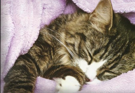 Cat nap - Cats & Animals Background Wallpapers on Desktop Nexus (Image ...