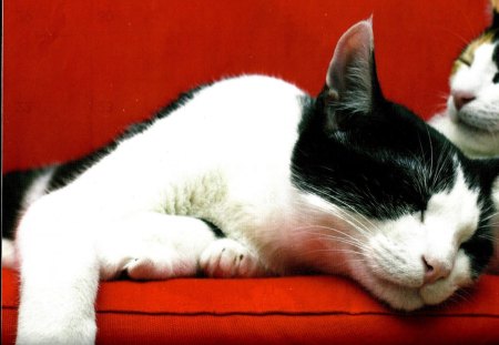 Cats napping - red, couch, cute, sleeping, cat