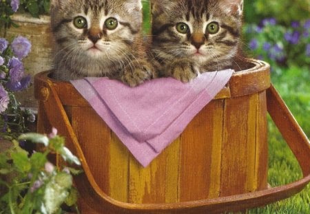 Tabby kittens in a picnic basket - kitten, tabby, basket, tablecloth, grass