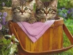 Tabby kittens in a picnic basket