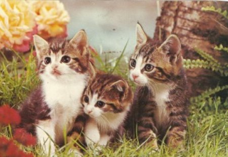 Three kittens - flowers, kitten, triplets, grass, yard