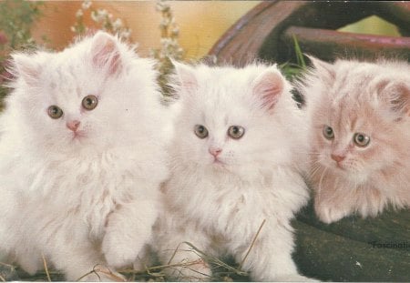 Three little kittens - pet, white, kitten, cute, triplets, wheel