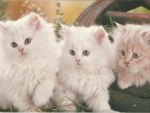 Three little kittens