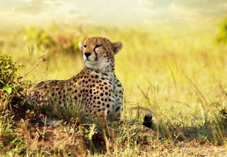 Cheetah in the Savannah - wild cat, hot, cat, savannah, cheetah, africa, large, wild, animal