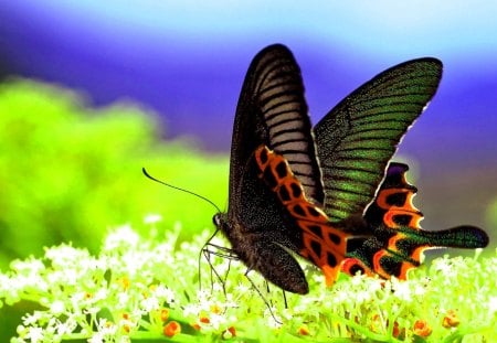 As Sweet As CHERIE(Monarch)! - close up, monarch, butterfly, beautiful