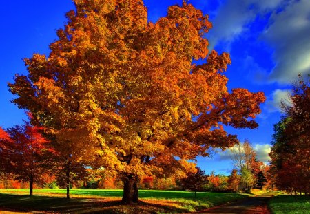 AUTUMN TREES - sky, forest, path, field, trees, season, autumn