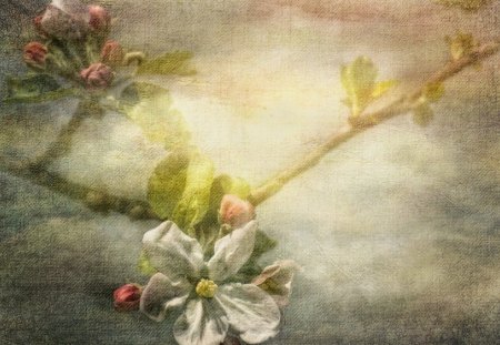 Style - flowers, apple, style, texture