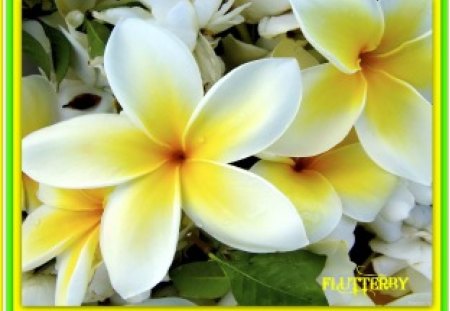 Fragrant Frangipani - nature, flowers, fragrant, frangipani