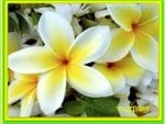 Fragrant Frangipani