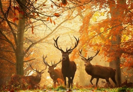 deers - deers, forest, animals, autumn