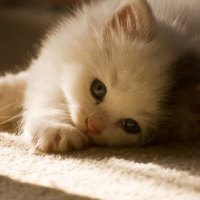 cute kitty