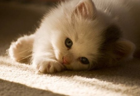 cute kitty