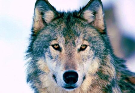 Timber Wolf - packs, family, deadly, beautiful