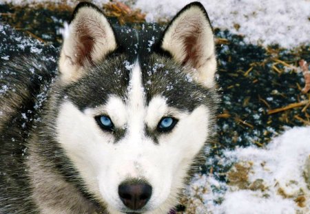 Siberian Wolf - nature, beauty, wolves, animals