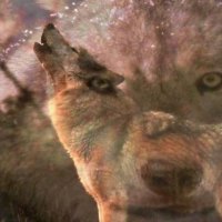 Wolf Howling