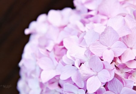 A Favorite Flower for a Favorite Friend - nature, soft, friend, flower, hydrangea, pink, favorite, precious