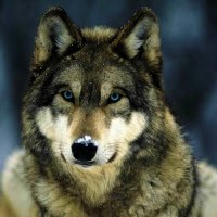 Timber Wolf