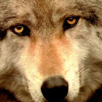Wolf Closeup