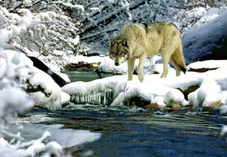 Wolf ~ Wild Beauty