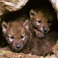 Wolf Cubs