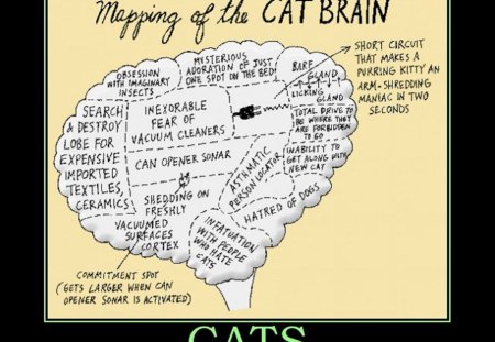 Cats - cats, brain, mapping, laugh