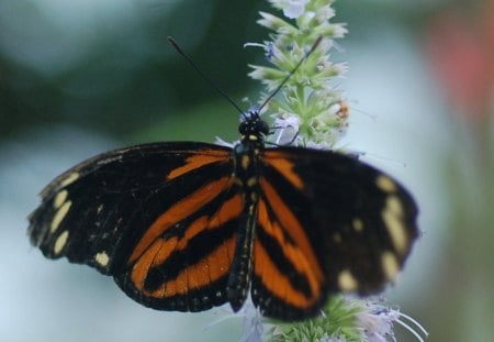 butterfly - wings, orange, butterfly, black