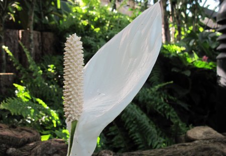 Peace Lily at the garden  - white, photography, green, flowers, rocks, peace lily