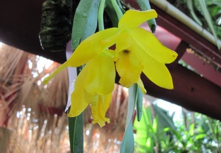 Yellow Iris  - white, garden, iris, flowers, photography, yellow, nature, green