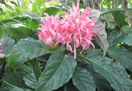 Pink flowers - white, pink, photography, green, flowers