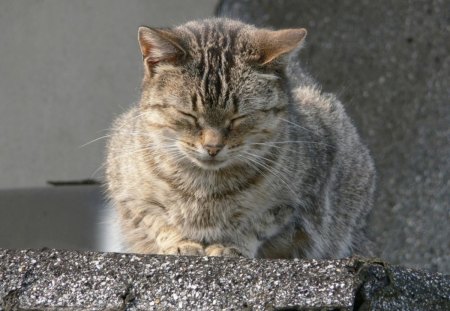 Cat - animal, little, cute, beautiful, cat, eyes