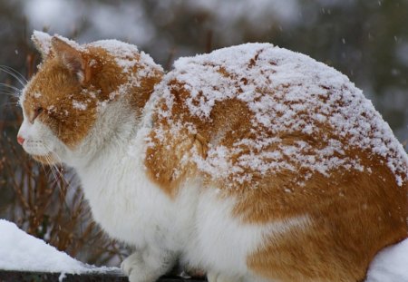 Cat - cat, eyes, beautiful, animal, cute, little